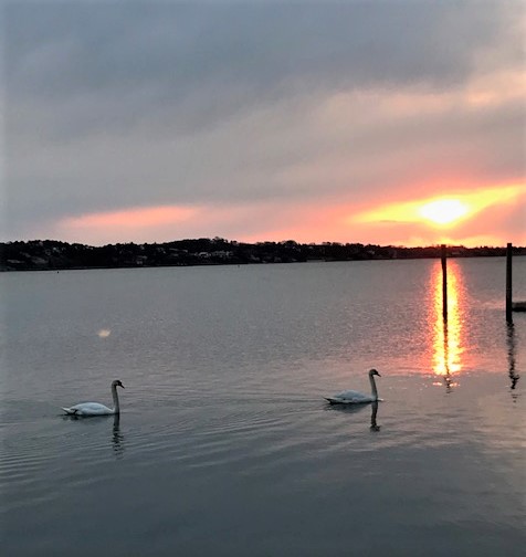 Photograph of two swans during a beautiful sunset, by Brenda Sinclair